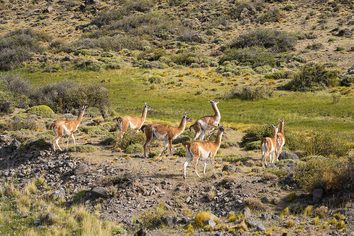 Group Of Guanacos In The Argentine Pampa