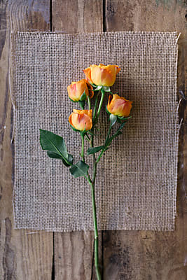 Dried Rose On Old Book Cover by Stocksy Contributor Jacqui Miller -  Stocksy