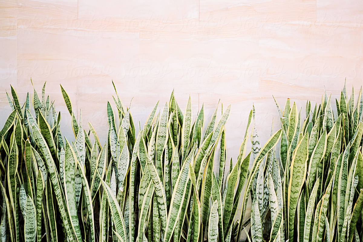 Snake plant lining a wall outdoors in Australia