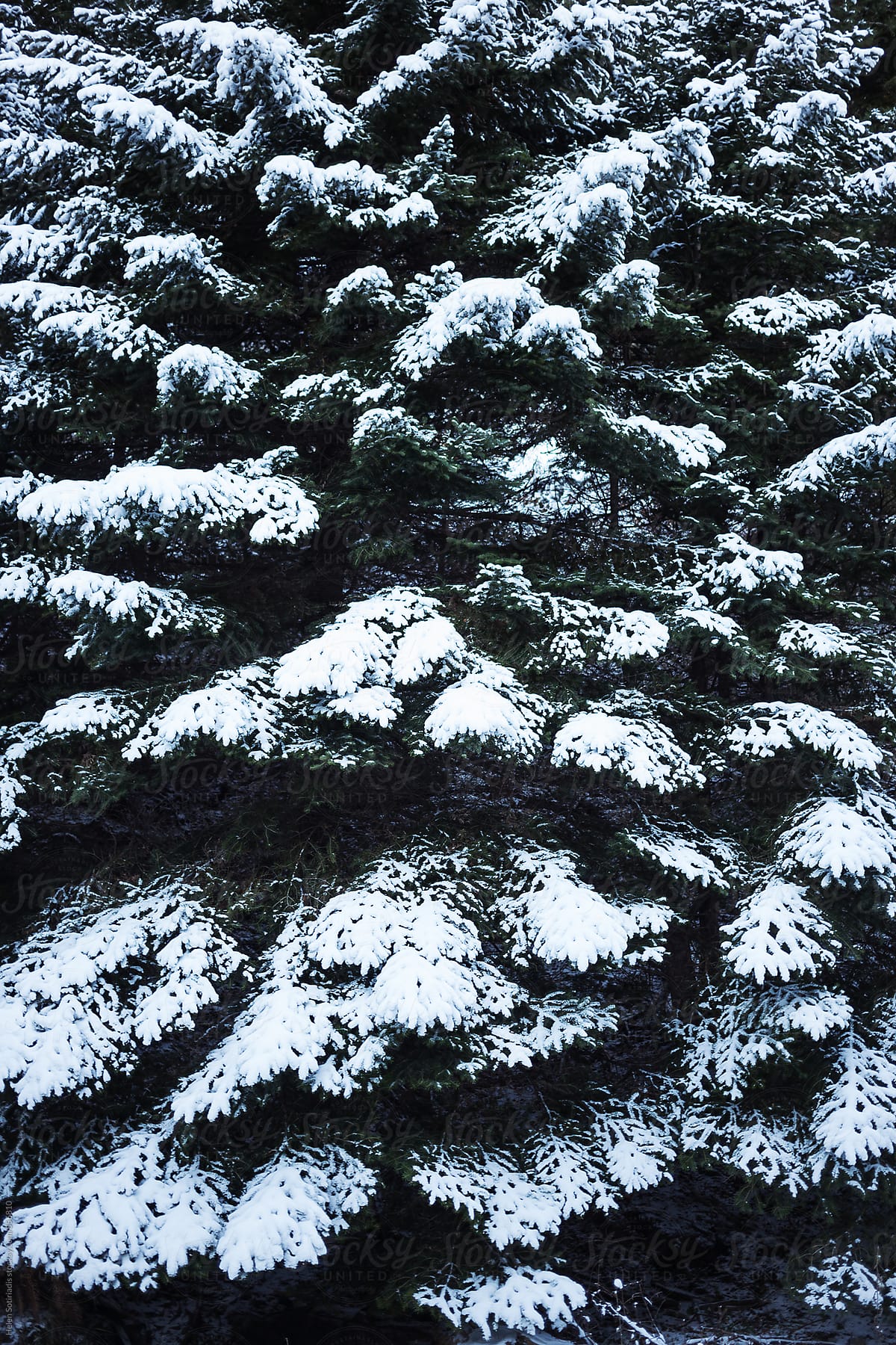 Coniferous Trees with Snow on Branches