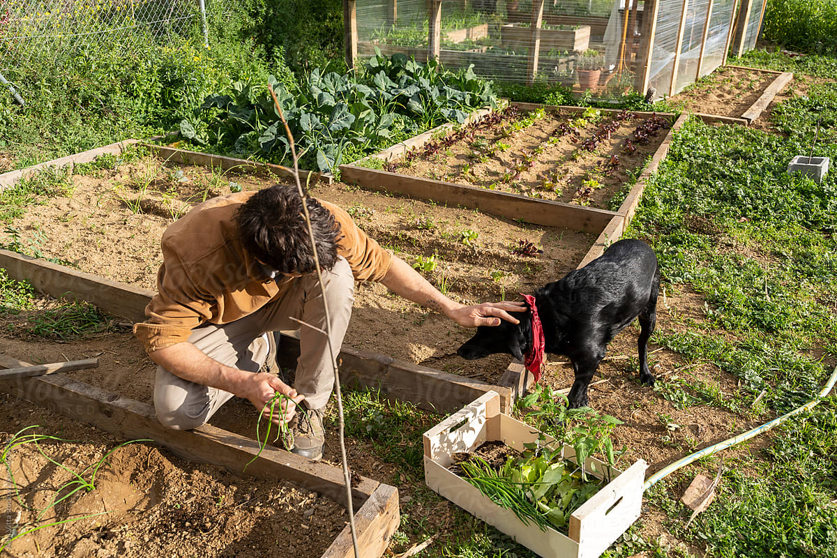 portrait of Young  man with dog planting vegetable plants
