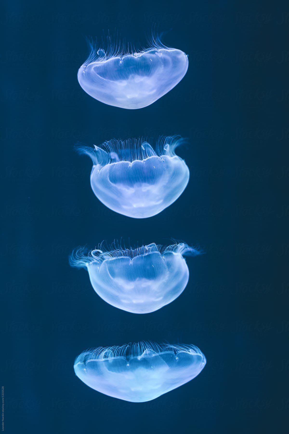 series of a moving jelly fish glowing blue