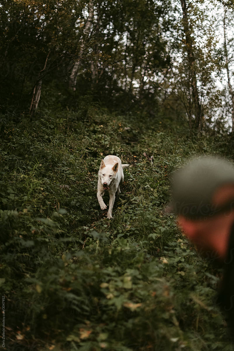 Dog running on trail in forest