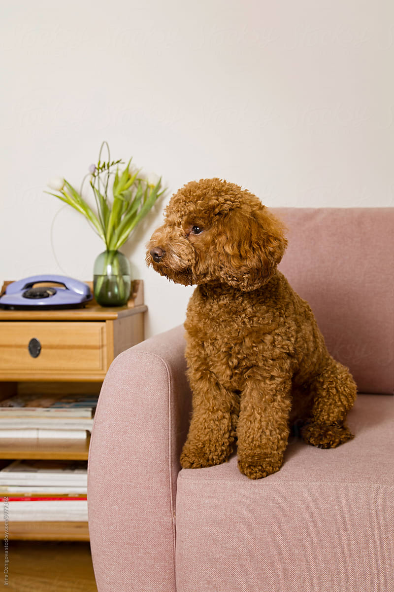 Adorable Brown Poodle Sitting on a Pink Sofa in a Cozy Living Room