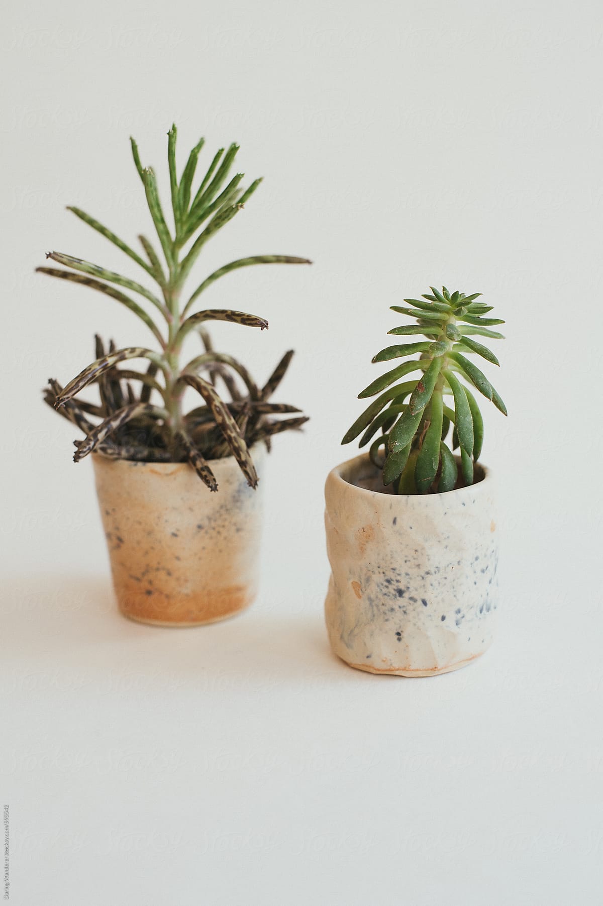 Handmade pottery succulent planter on white background