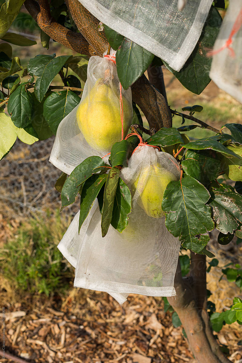 Closeup of organic quince fruit covered by a cloth bag