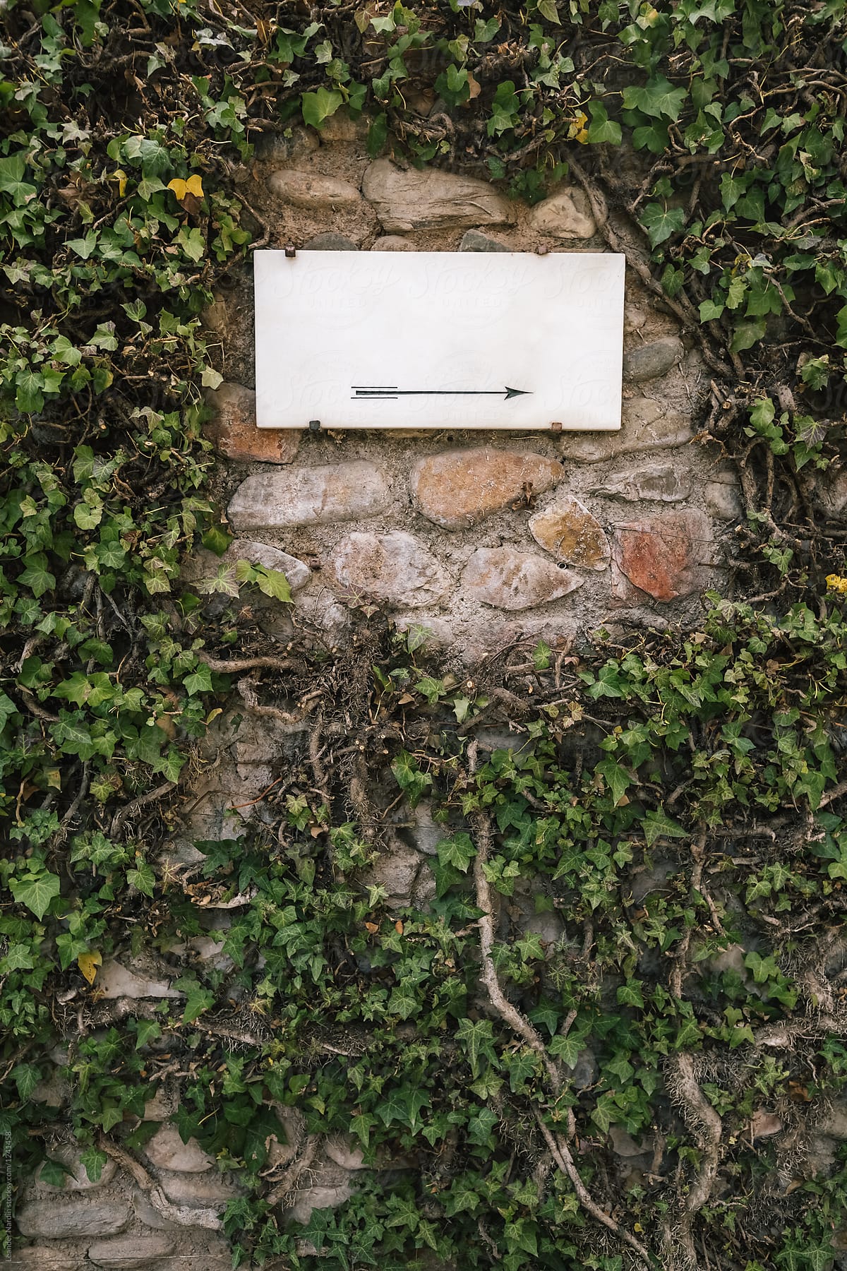 vertical brick wall covered with green ivy with a white sign