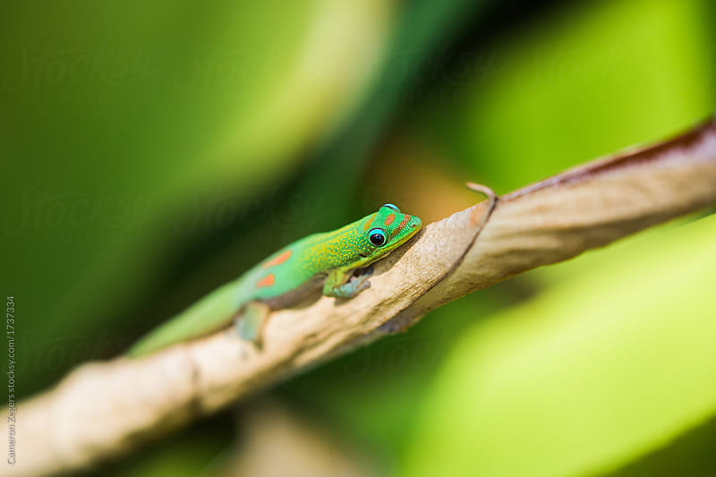 cute gecko on stem in Hawaii