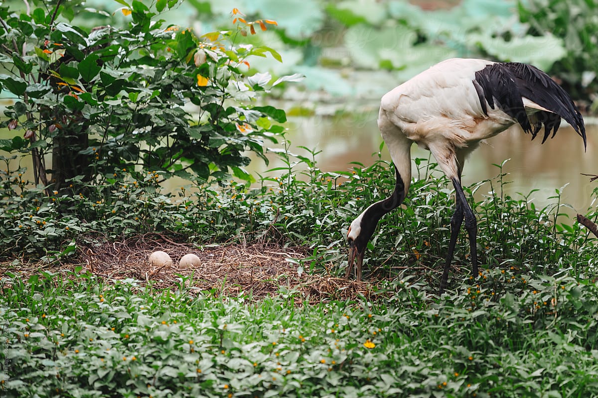 red-crowned crane with eggs.