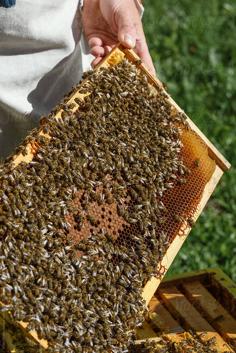 Unrecognizable man showing honeycomb with bees