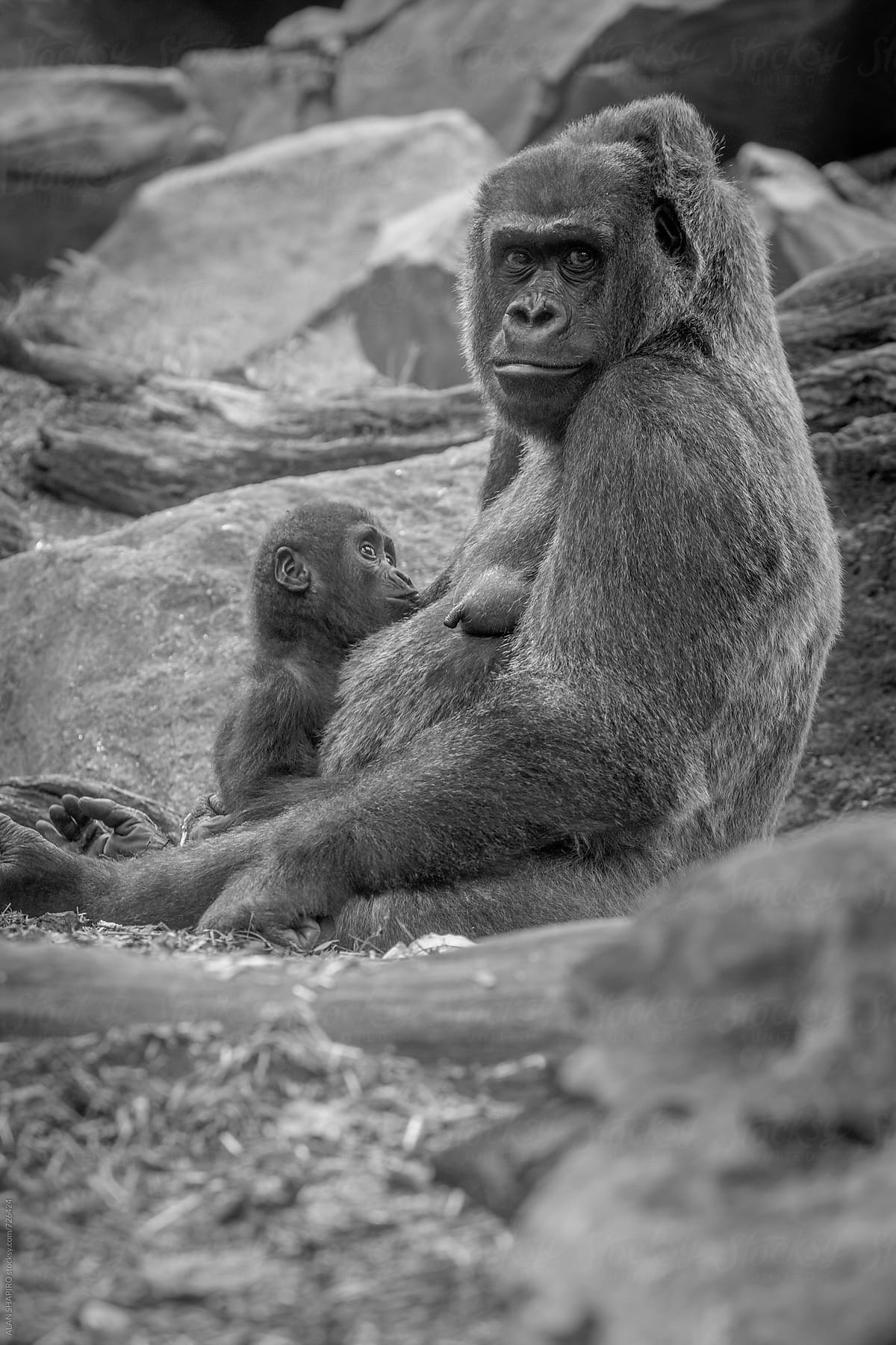 Lowland gorilla mother and child