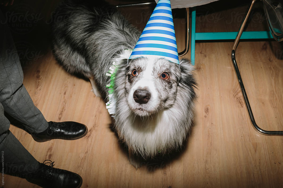 A dog on New Year\'s Eve