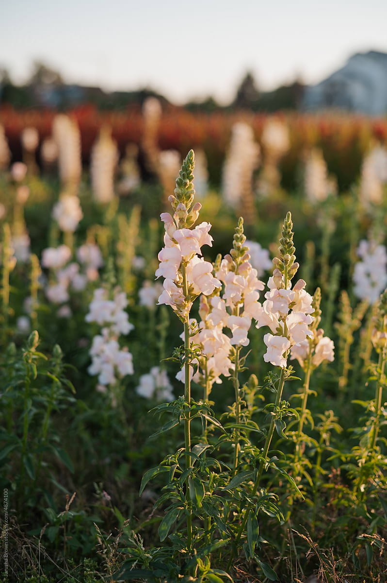 Rows of  white lupins at sunset.
