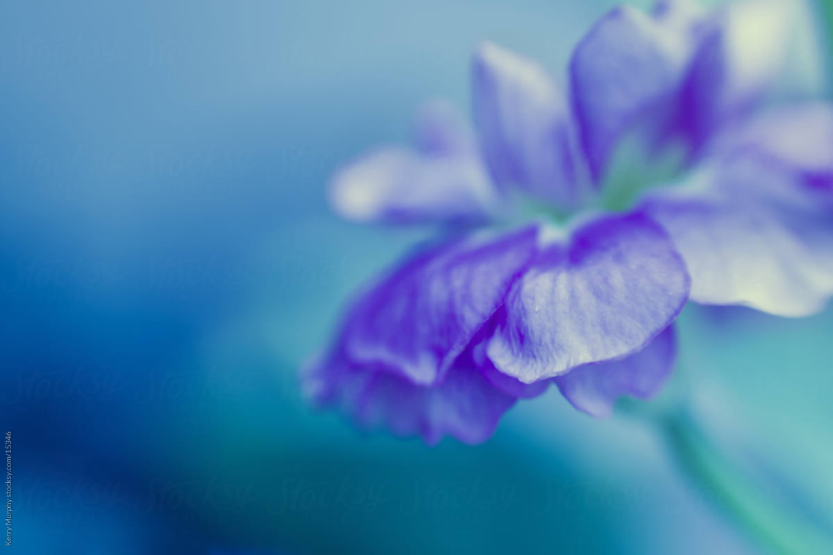Macro of soft purple flower