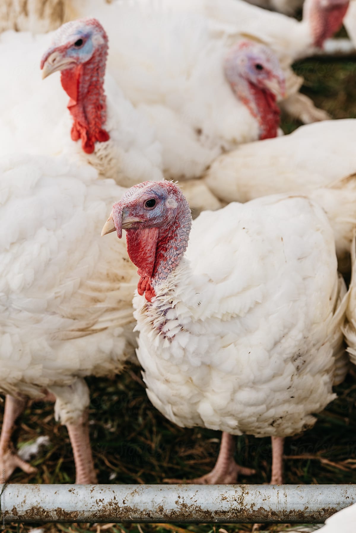 Thanksgiving Turkey\'s in their coop