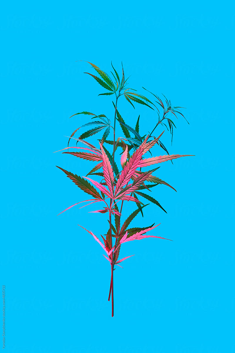 Organic cannabis plant in bright light.
