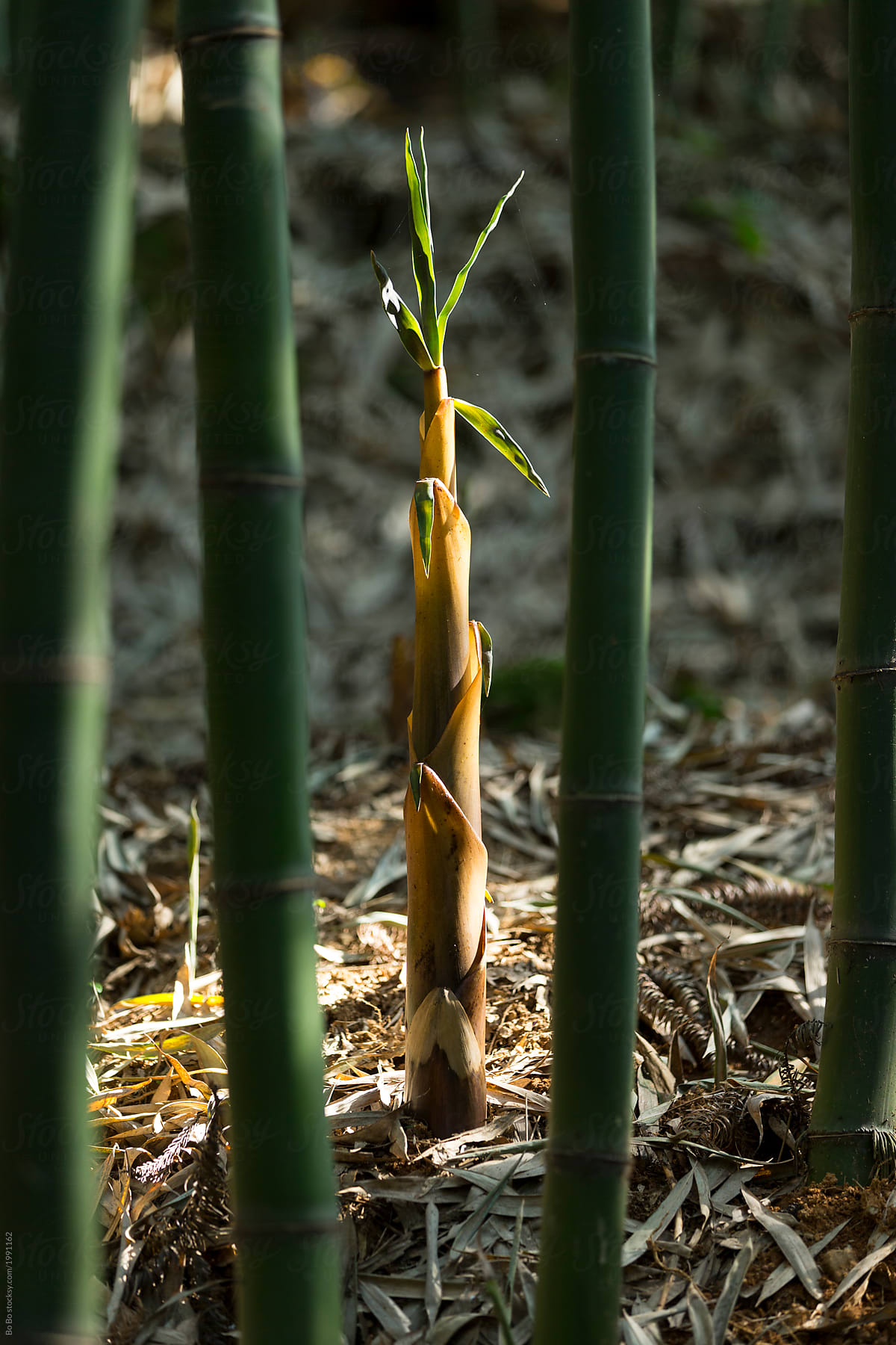 bamboo shoot in the woods