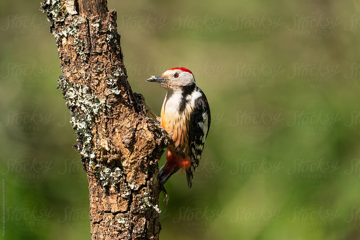 Middle Spotted Woodpecker Perched On A Tree Trunk