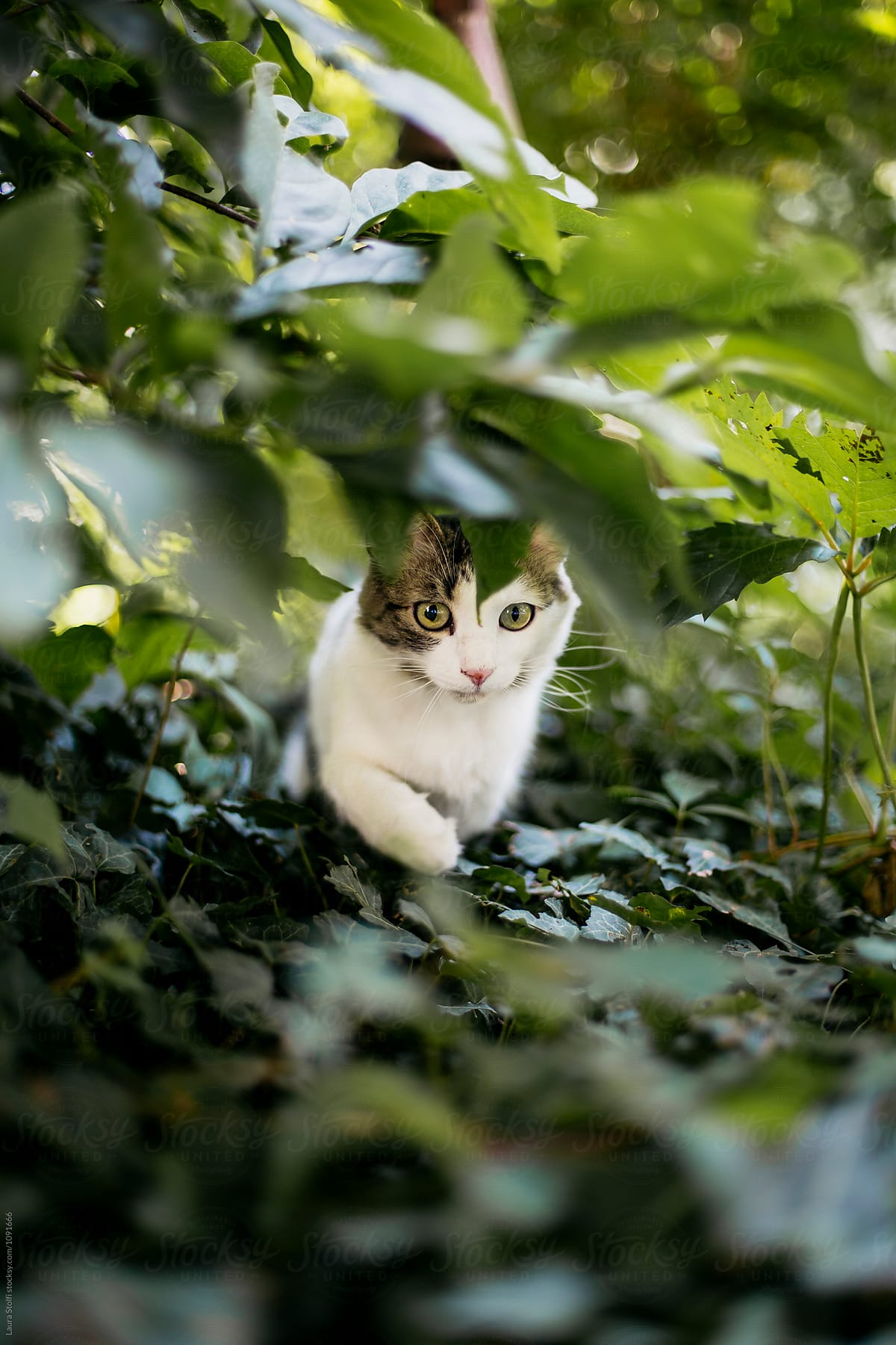 Cat explores garden walking under shrubs