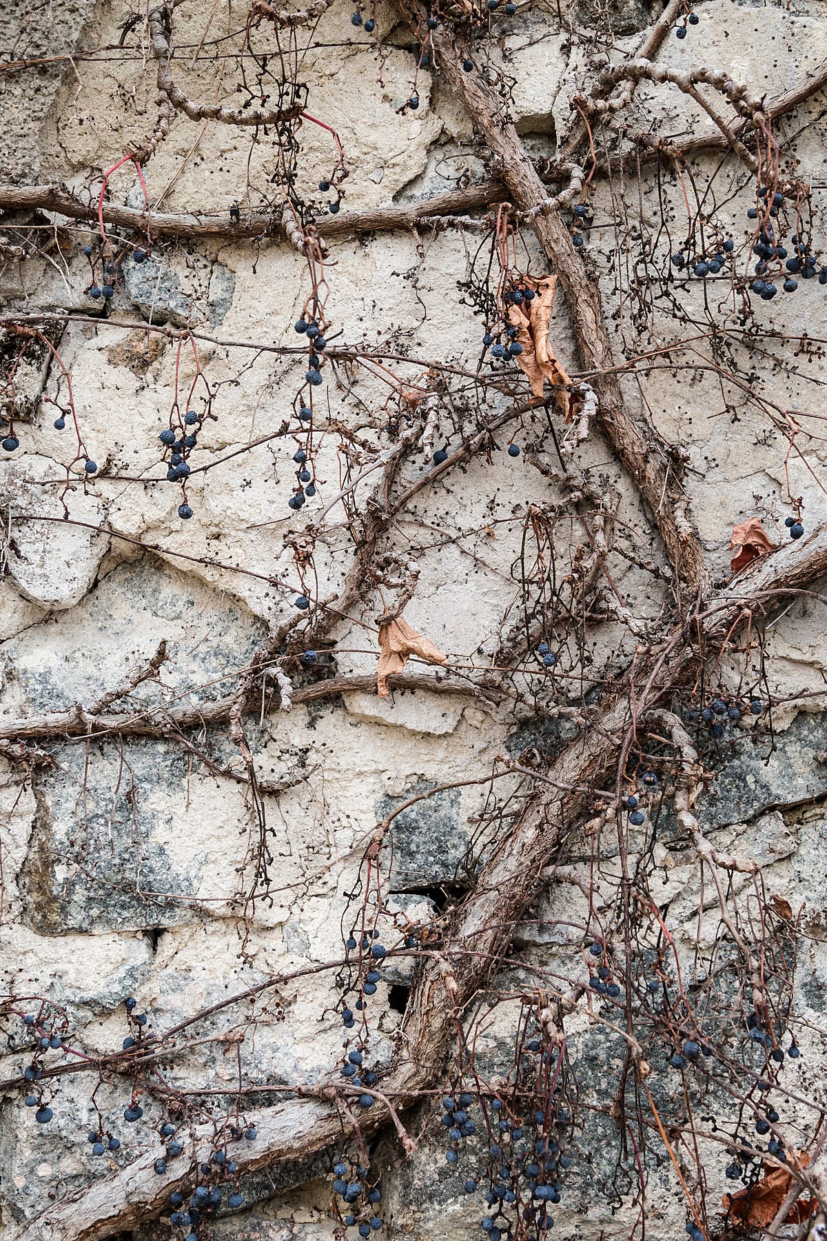 Vines with frozen vine berries on decaying backgrounds