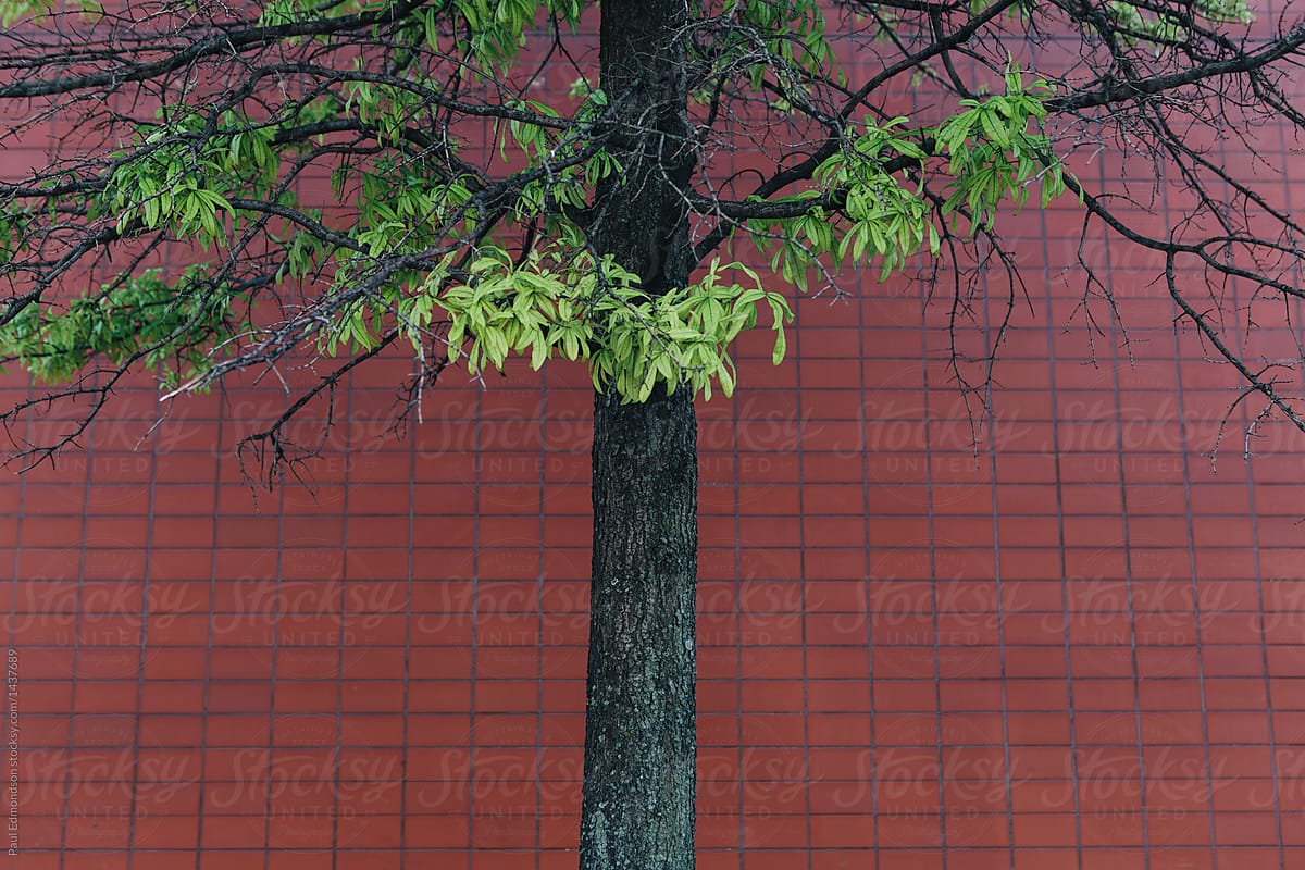 Small tree in front of brick wall
