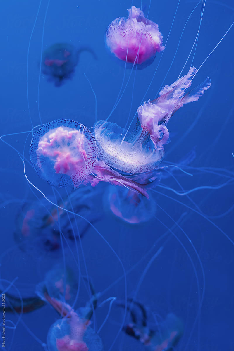 Jellyfish In The Aquarium