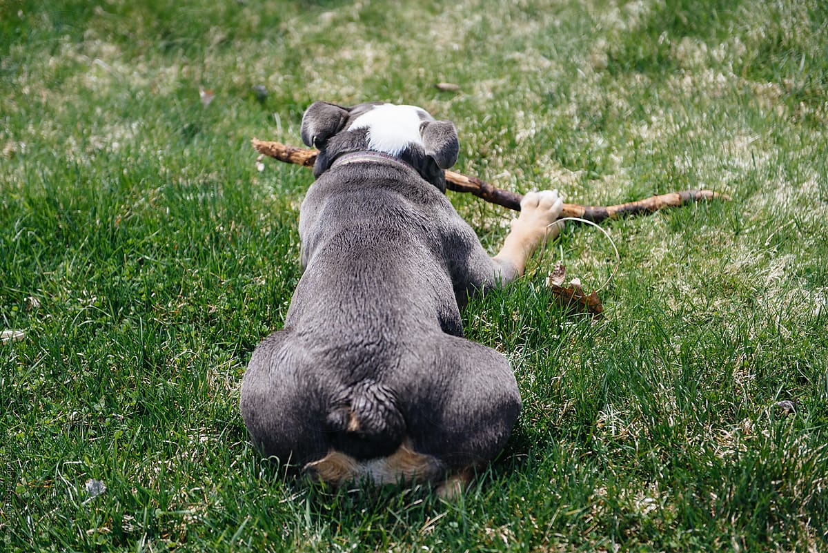 English bulldog chews on a stick in the backyard
