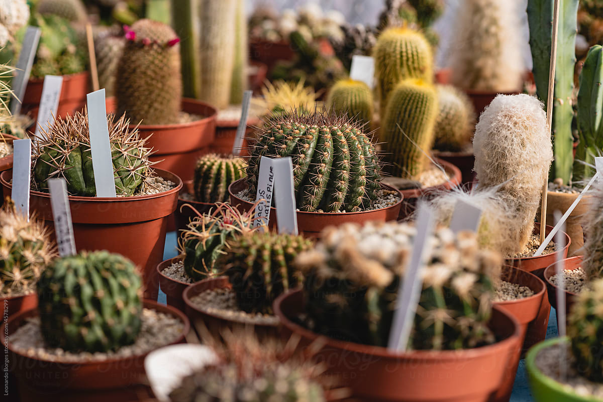 Cactus in pots for sale