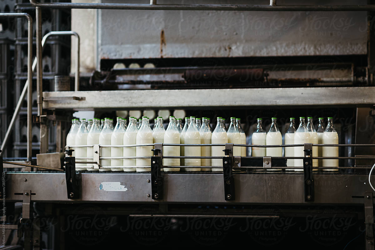 Milk bottles in a milk factory
