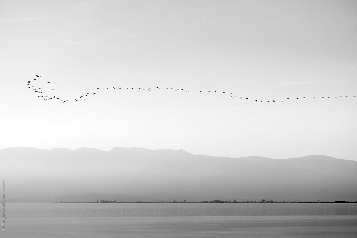 Birds flying over lake in a row.