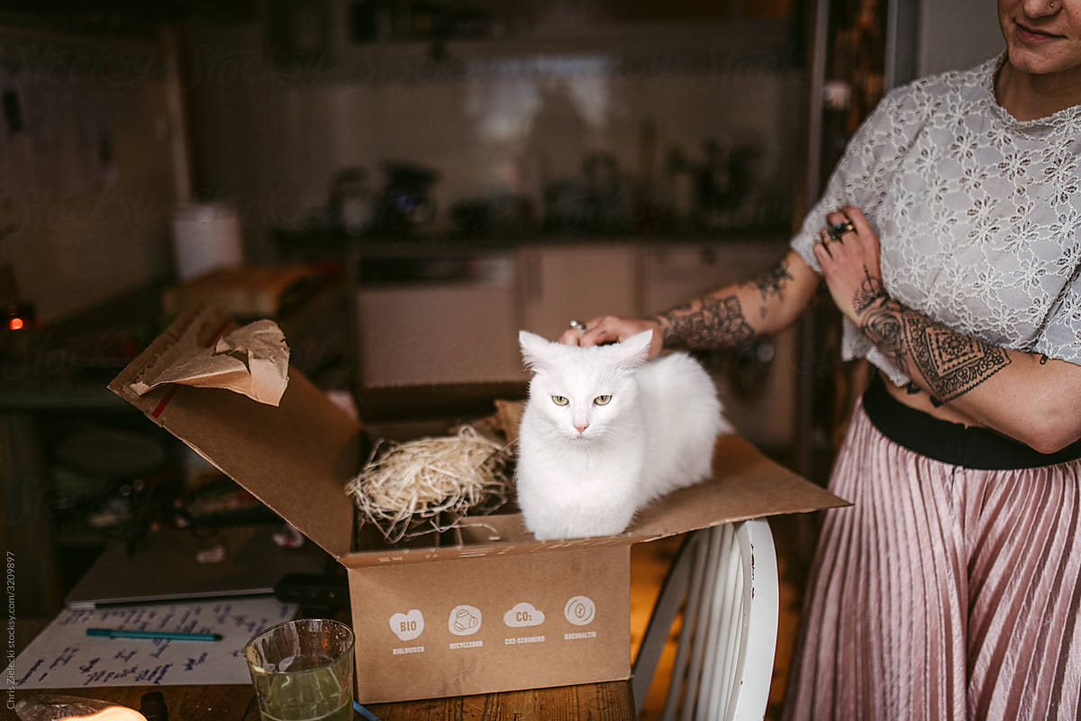 Crop owner petting white cat in box