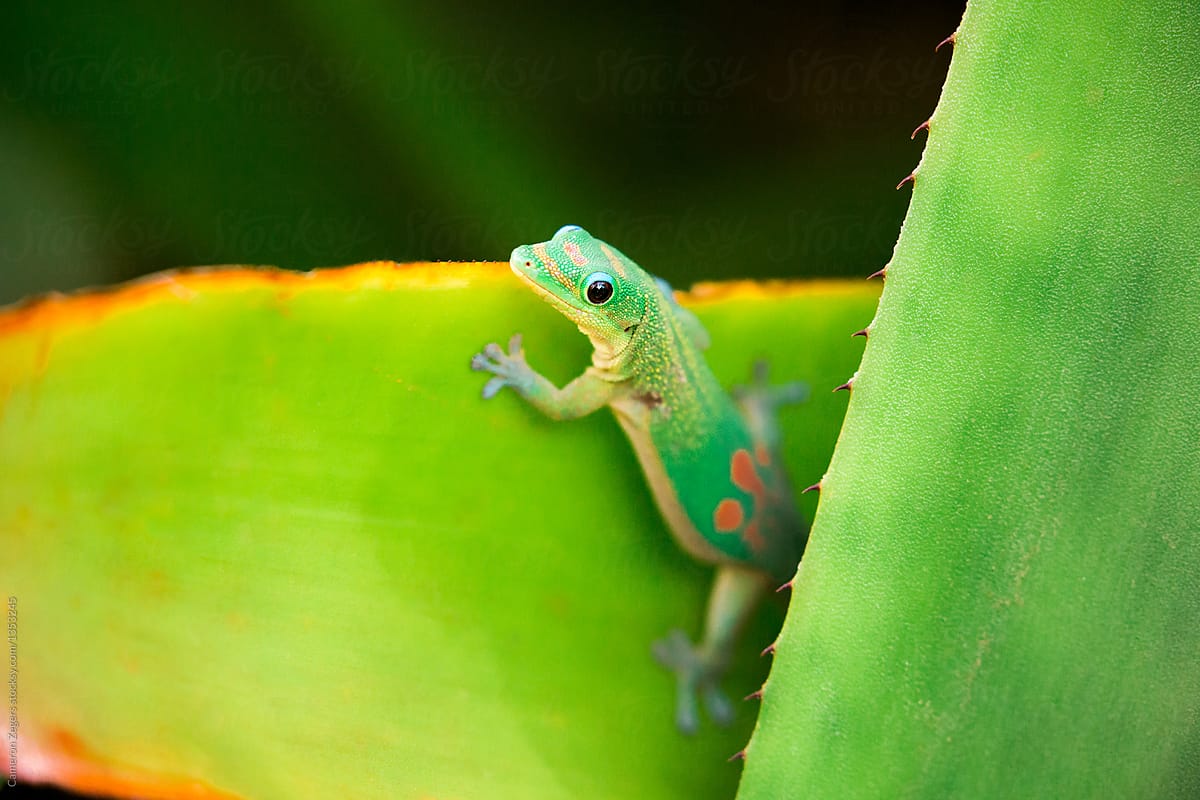 cute green gecko
