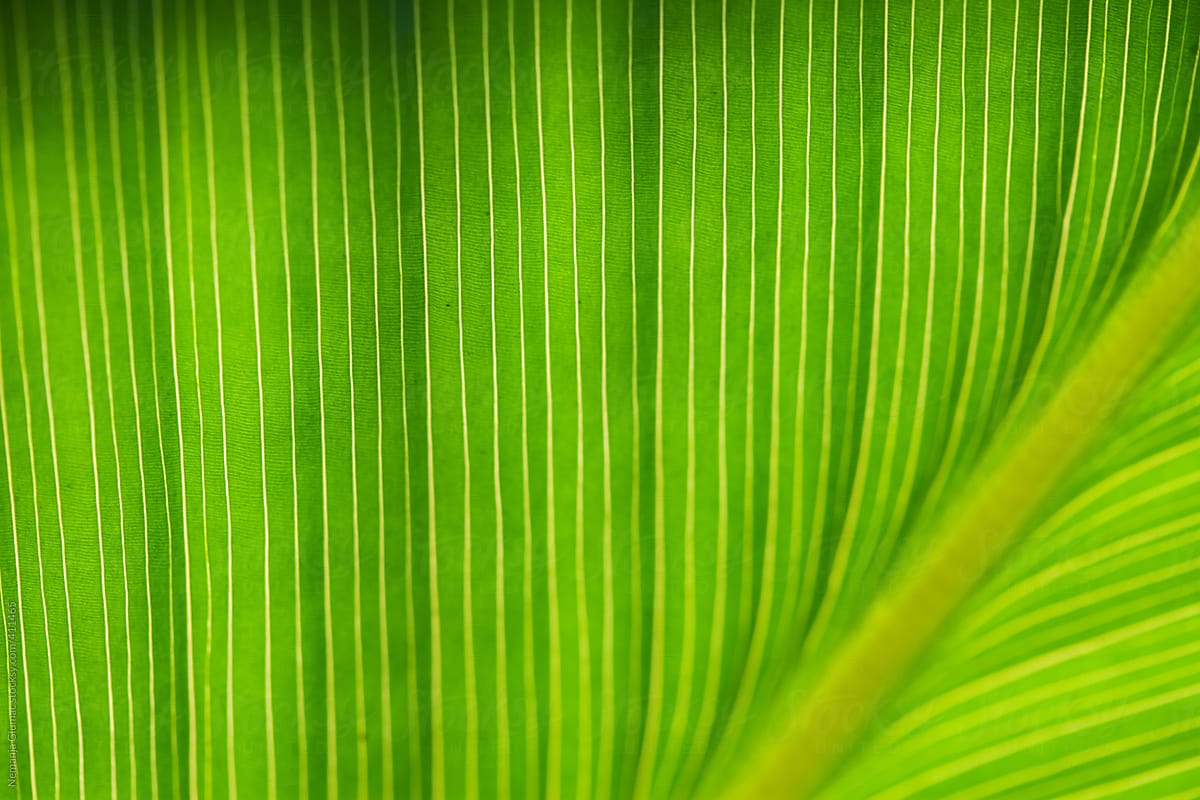 Banana Leaf Texture