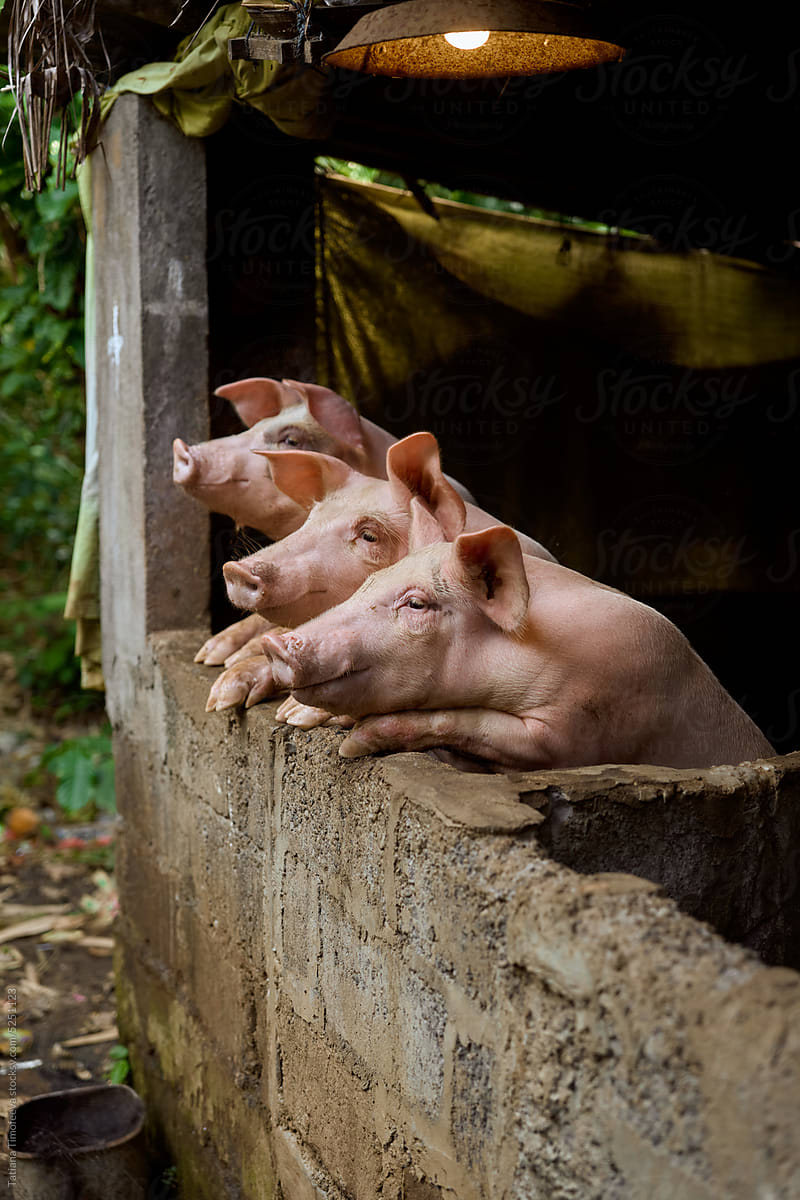 portrait big pigs on a farm in a balinese village in bali