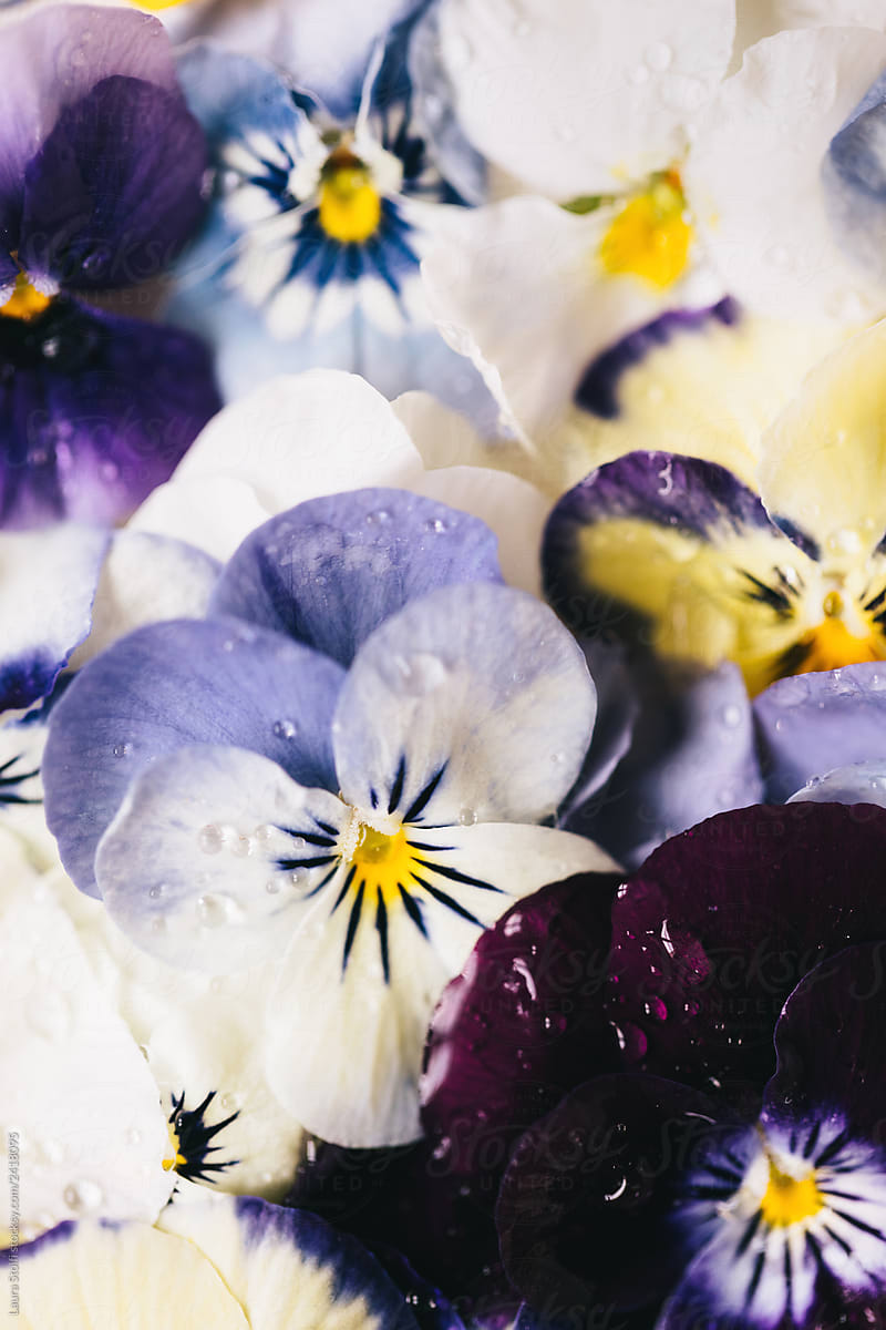 Extreme close up of pansies in bloom covered with water drops
