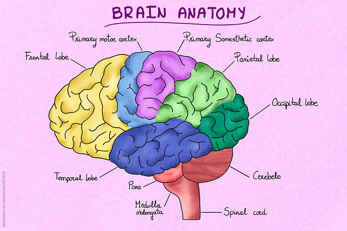 Human brain anatomy illustration