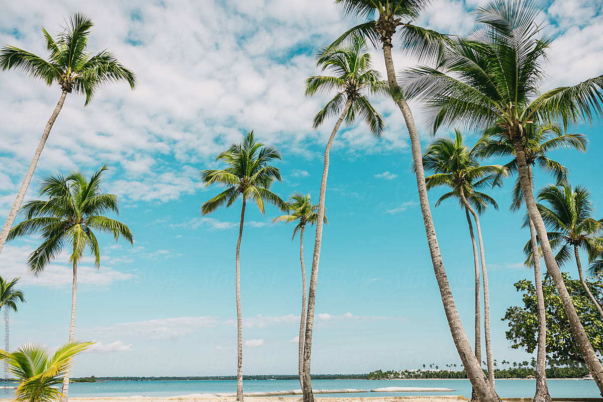 Tropical beach with tall palm trees and blue sky
