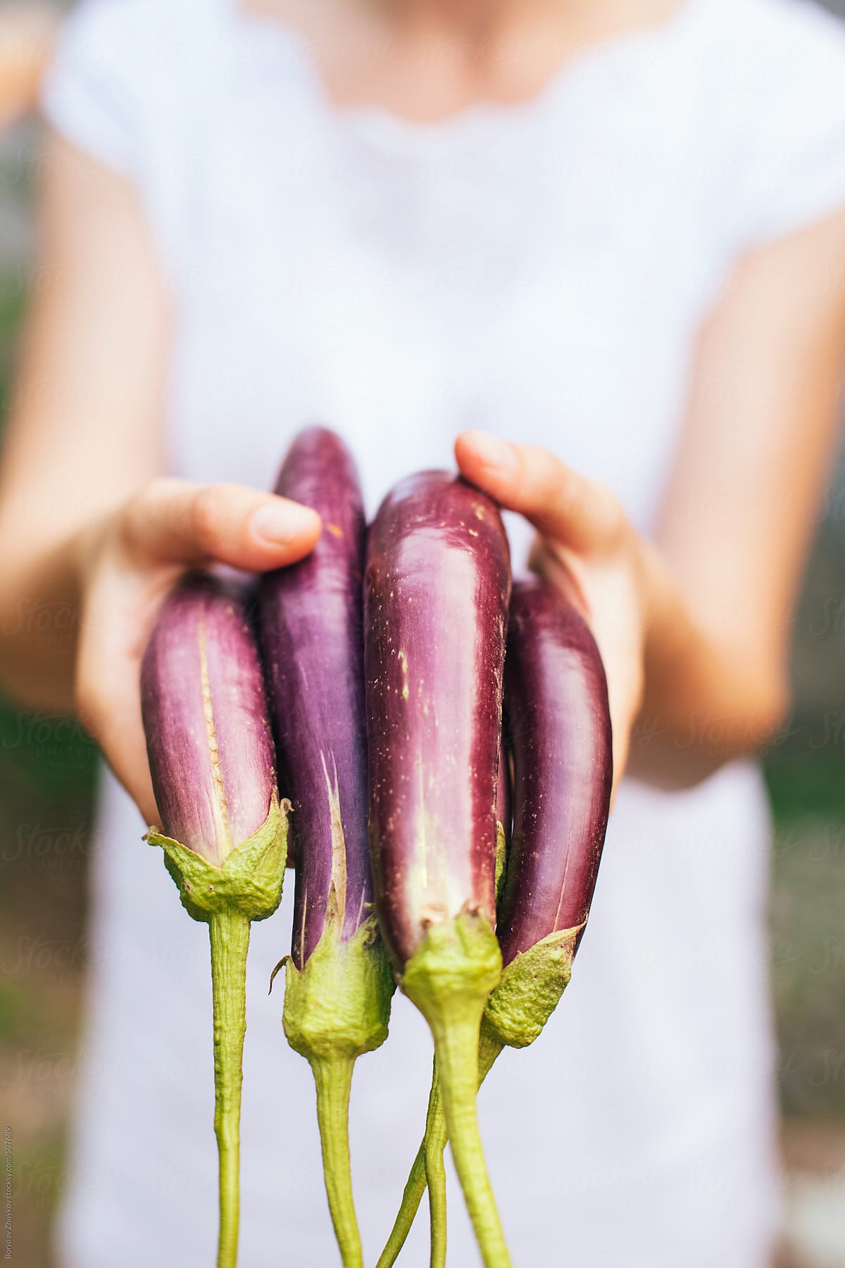 Female Handful With Fresh Purple Organic Japanese Eggplant