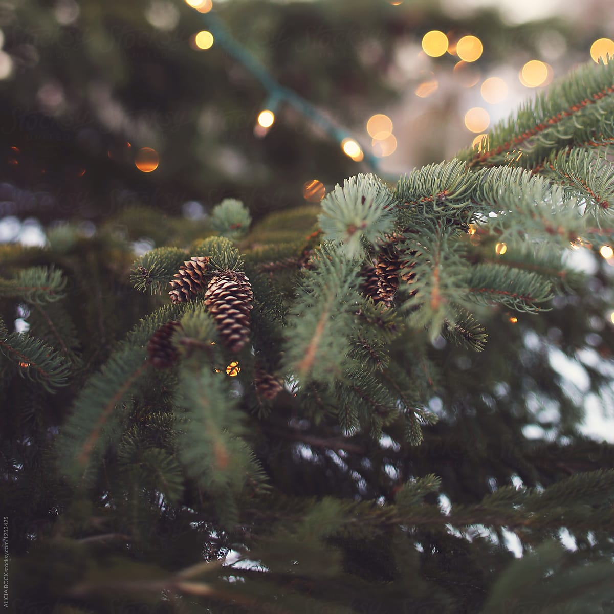 Close Up Of A Pine Tree With Christmas Lights And Pine Cones