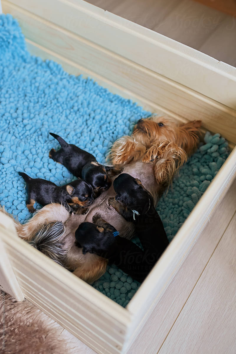 newborn Yorkshire terrier puppies  milk from their mother