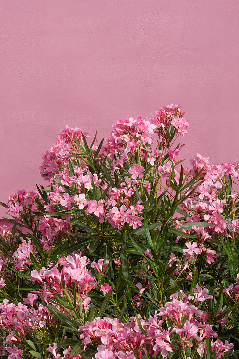 Pink flowers and pink wall