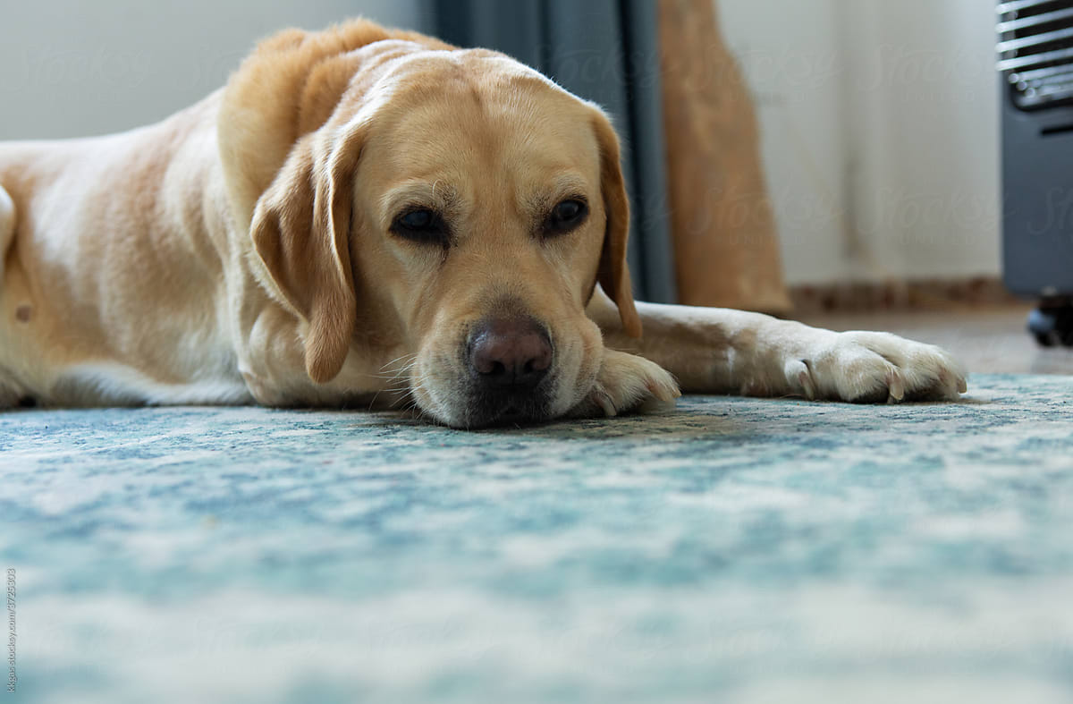 Labrador dog lying on floor