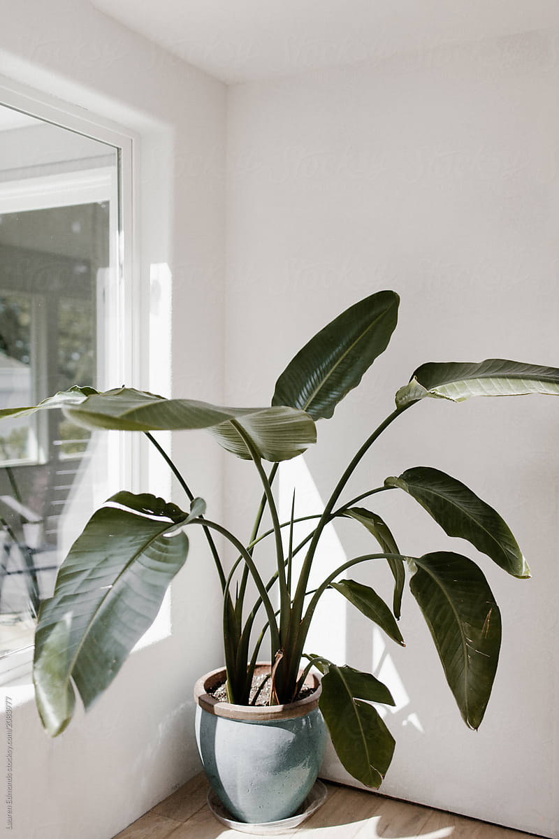 Bird of Paradise plant in bright modern home