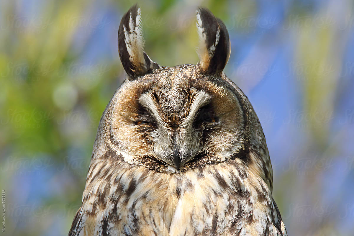 Long-eared owl wtih eyes closed