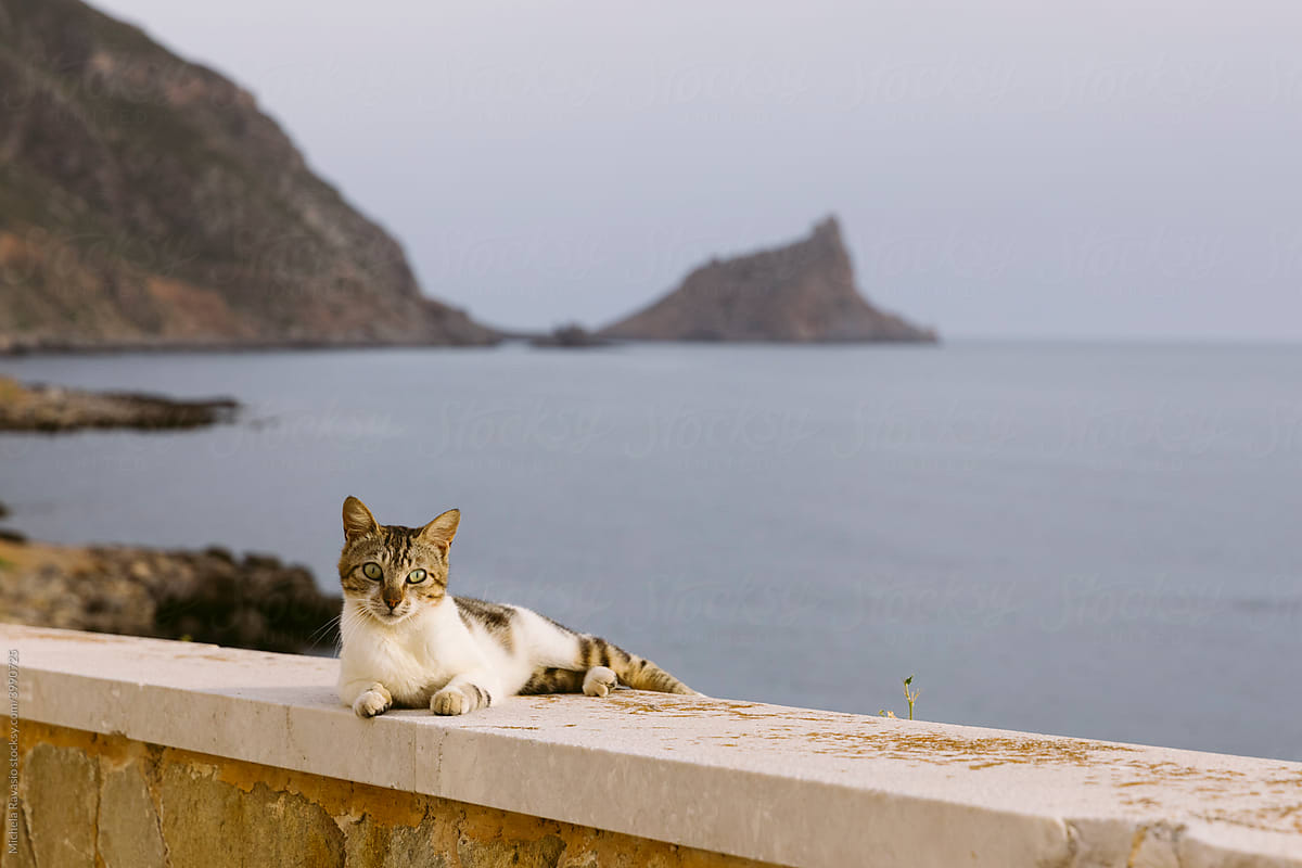 Portrait of cat at the sea