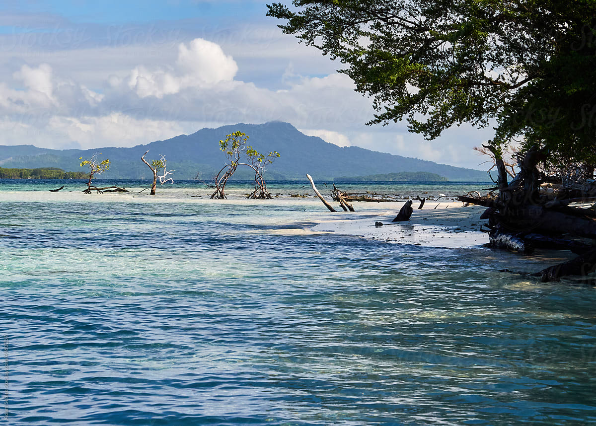 Mangrove vegetation on disappearing Solomon Islands - sea level rise