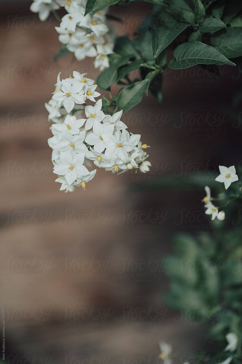 Spray of delicate white summer flowers