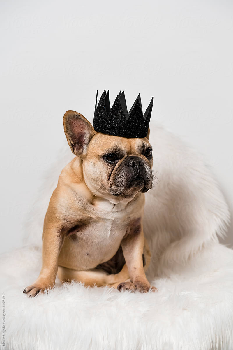 French Bulldog Dog with a Black Crown
