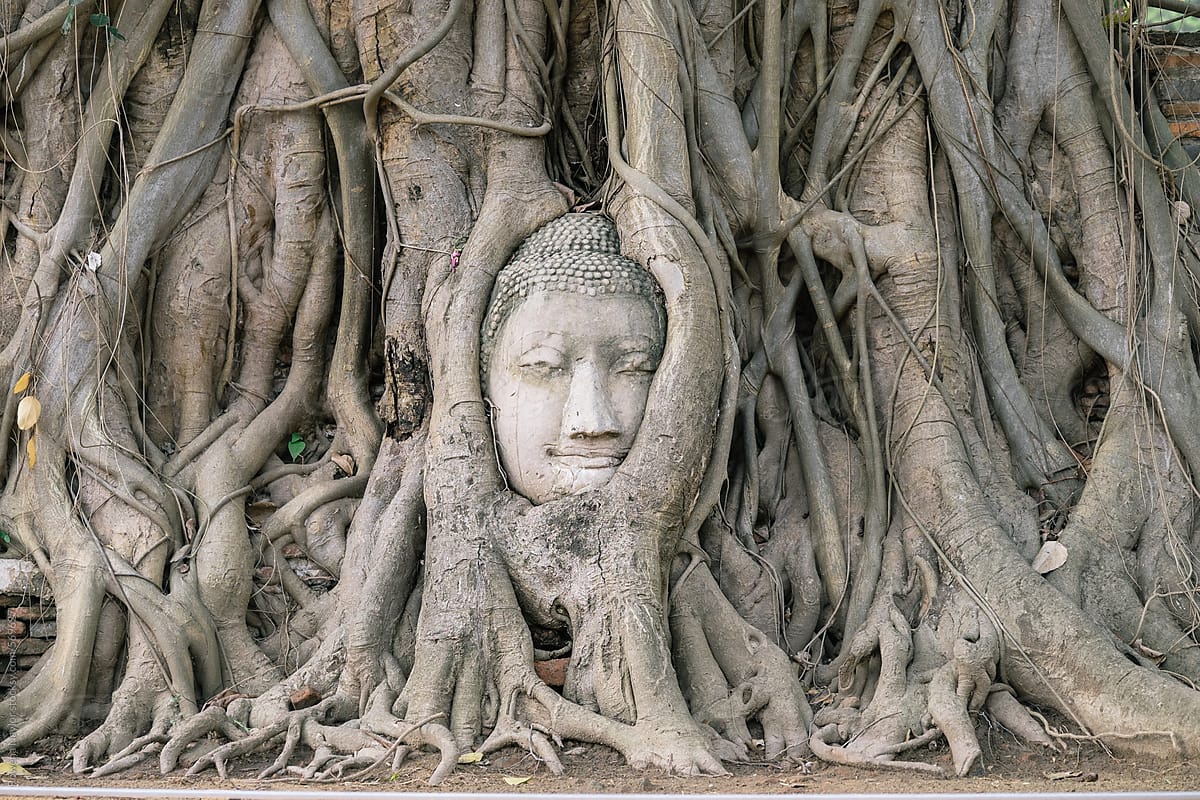 Buddha Head in Bodhi Tree, Ayutthaya, Thailand