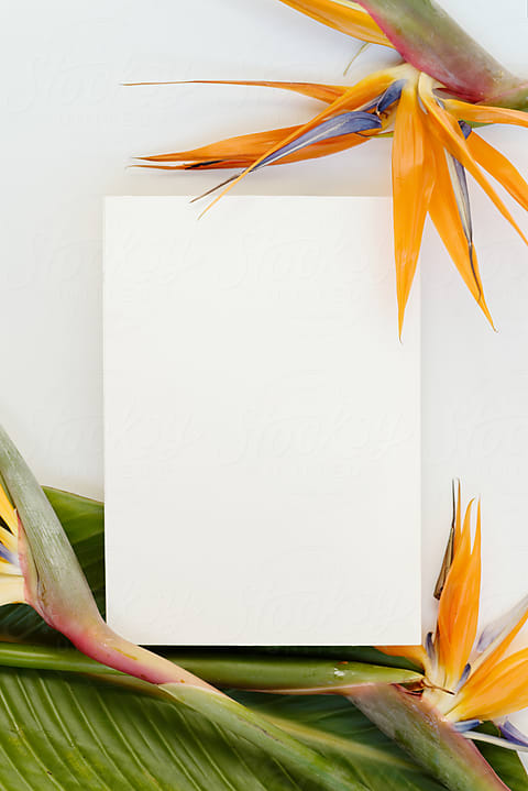 Blank Card With Pink Flowers by Stocksy Contributor Alessio